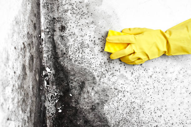 Certified Mold Removal in Port Huron, MI