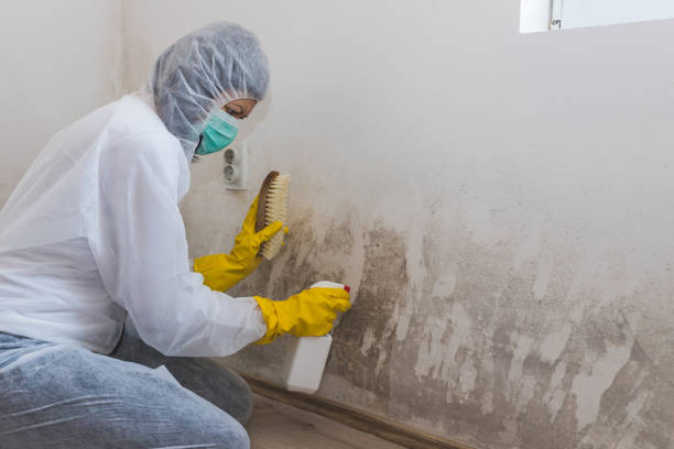 Best Professional Mold Removal  in Port Huron, MI