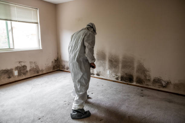 Best Toxic Mold Removal  in Port Huron, MI