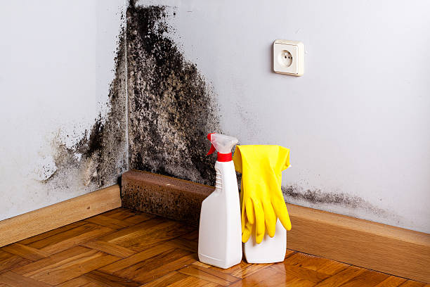 Best Residential Mold Removal  in Port Huron, MI